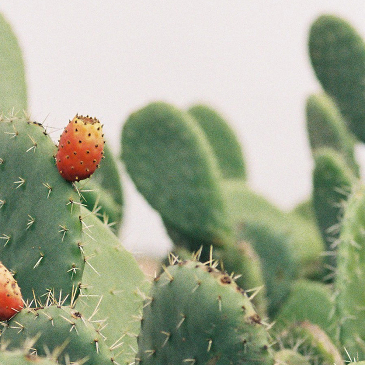 Prickly Pear Seed Cactus Oil - Moroccan Elixir